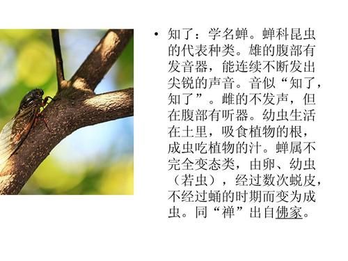 知了吃什么(它们是怎么找到食物的)