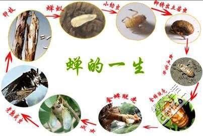 知了吃什么(它们是怎么找到食物的)