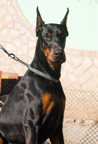 短毛大型犬(它们需要多少运动量)