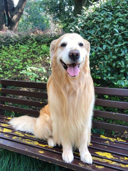 短毛小型犬( 怎么才能让它们更健康)
