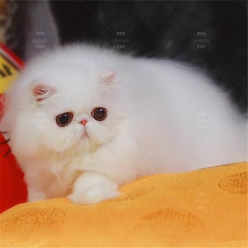 短毛波斯猫(到底要花多少钱)