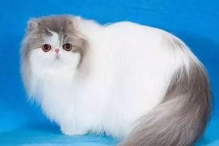 短毛波斯猫(到底要花多少钱)