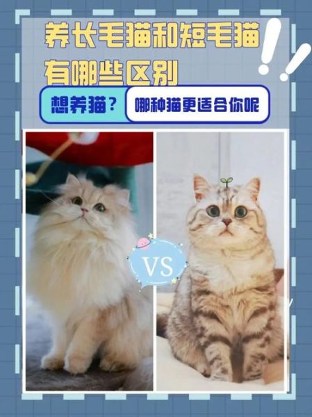 短毛猫(短毛猫的寿命比长毛猫短吗)