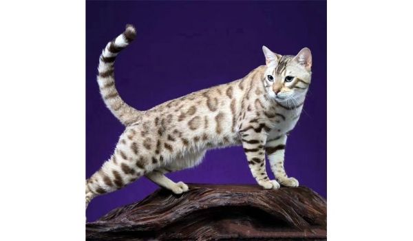 短毛猫(短毛猫的寿命比长毛猫短吗)