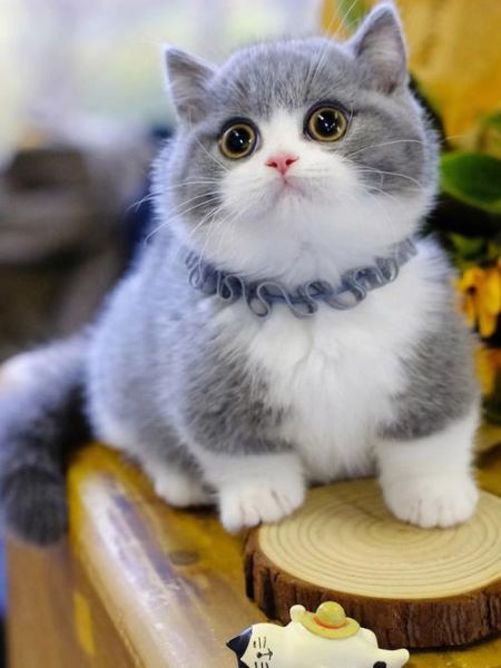 短脚猫(它到底有什么魅力)