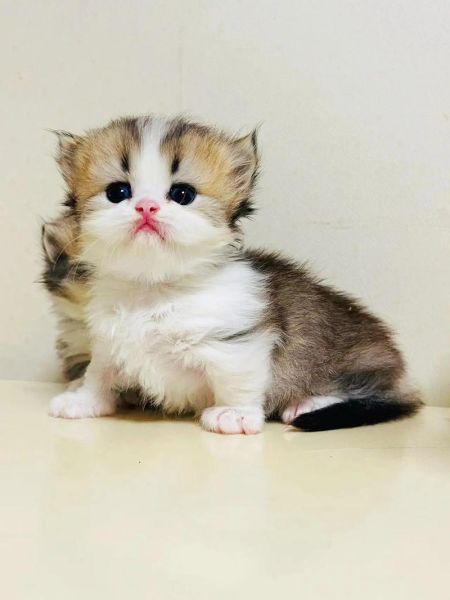 短脚猫(它到底有什么魅力)