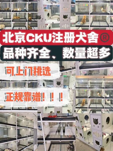 石家庄宠物交易(大型犬舍和宠物市场哪个好)