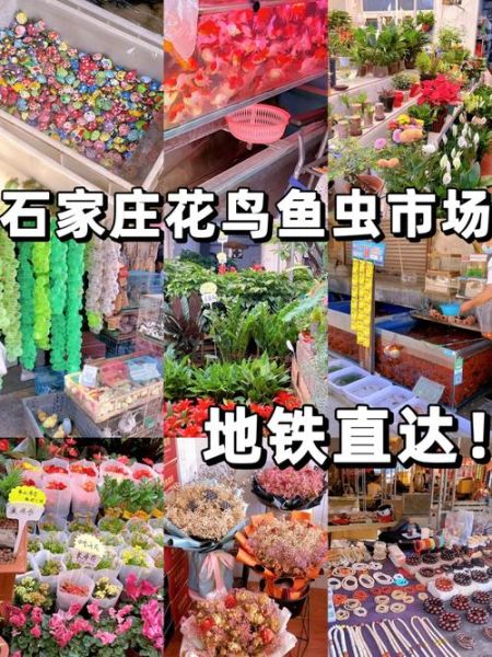 石家庄宠物市场(哪个市场最值得逛)