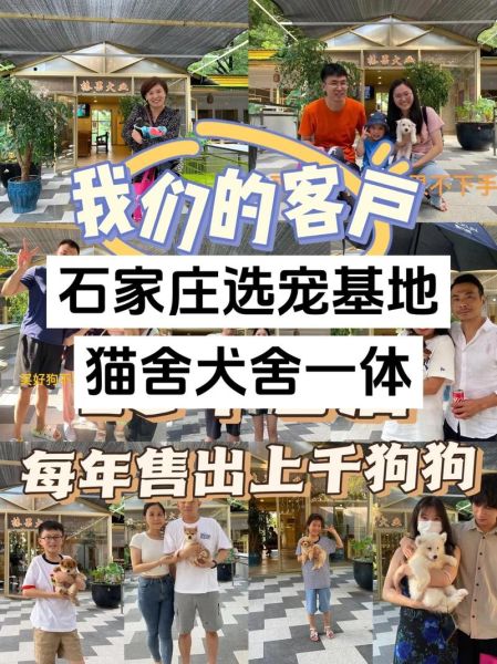 石家庄宠物网(去哪里比较好)