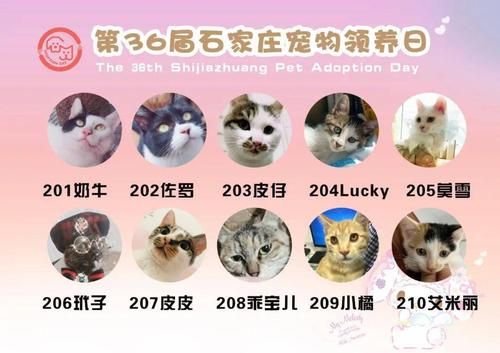 石家庄宠物网(去哪里比较好)