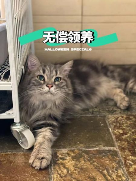 石家庄宠物领养(你愿意领养一只吗)