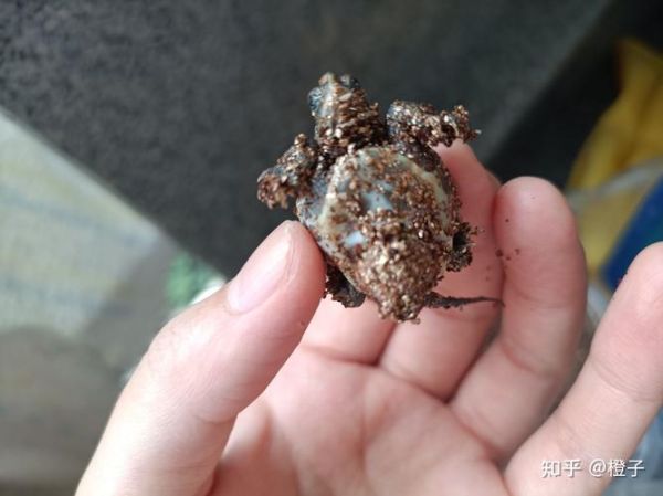 石板龟(什么症状表示它已经死了)