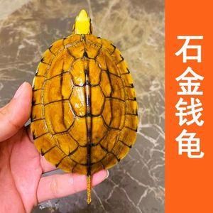 石金钱龟价格(是涨了还是跌了)