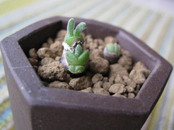 碧光环(怎样才能让它一直保持萌萌哒)