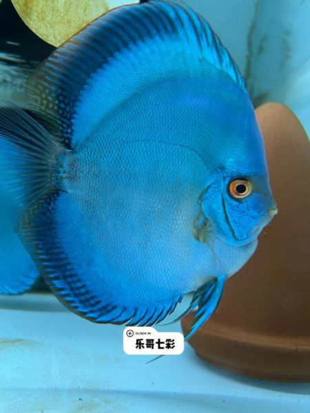 神仙鱼(哪个更值得入手)