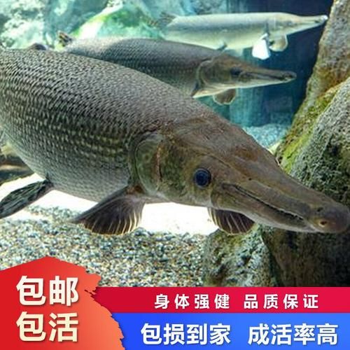 福鳄( 到底有多凶猛)