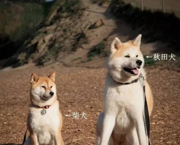 秋田犬价格( 价格和品质哪个更重要)