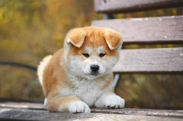 秋田犬价格( 价格和品质哪个更重要)