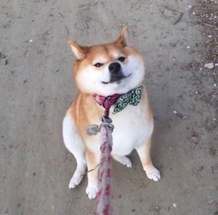 秋田犬俊介(有什么需要注意的地方)