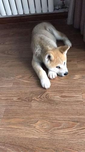 秋田犬俊介(有什么需要注意的地方)