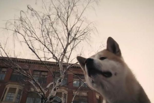 秋田犬八公(你又会为了谁付出等待)