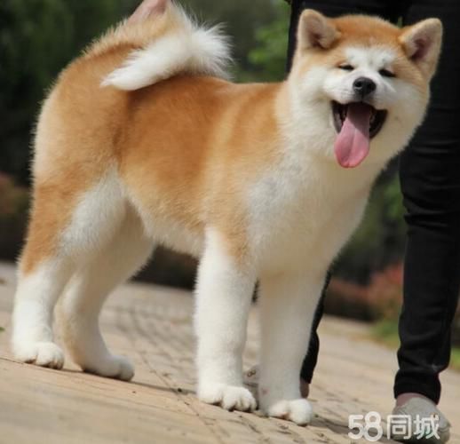 秋田犬八千( 值得入手吗)