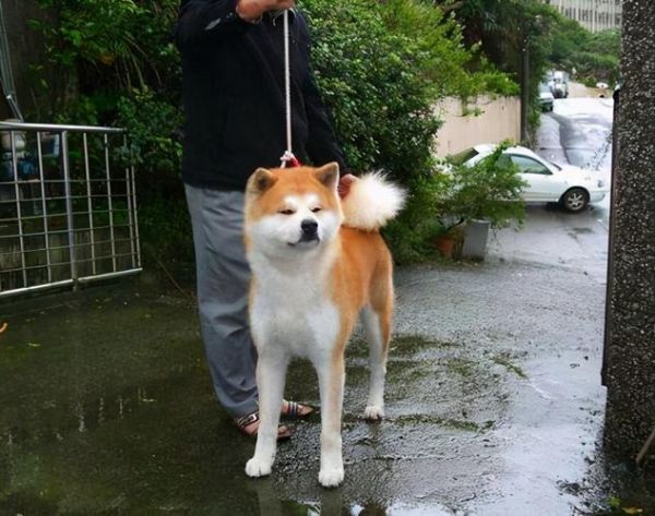 秋田犬八千( 值得入手吗)