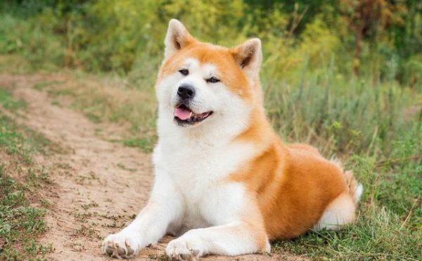 秋田犬图片( 它真的像忠犬八公那么忠诚吗)