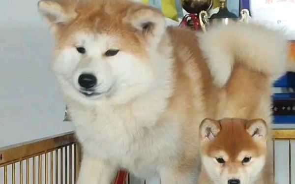 秋田犬多少钱(价格差距大吗)