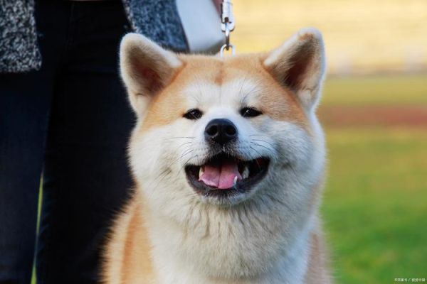 秋田犬好养吗( 它们需要经常去宠物医院吗)