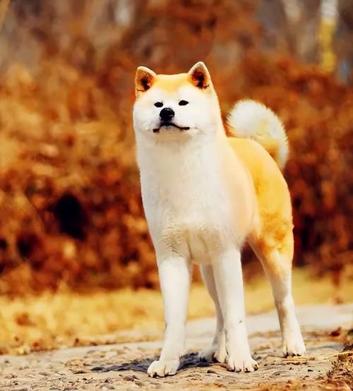 秋田犬好养吗( 它们需要经常去宠物医院吗)