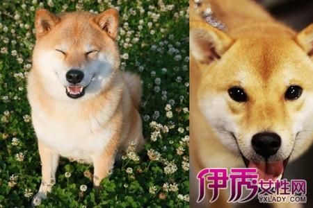 秋田犬智商(它到底有多聪明)