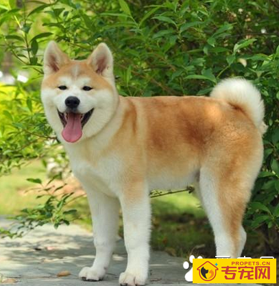 秋田犬智商(它到底有多聪明)