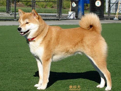 秋田狗(让这么多人着迷)