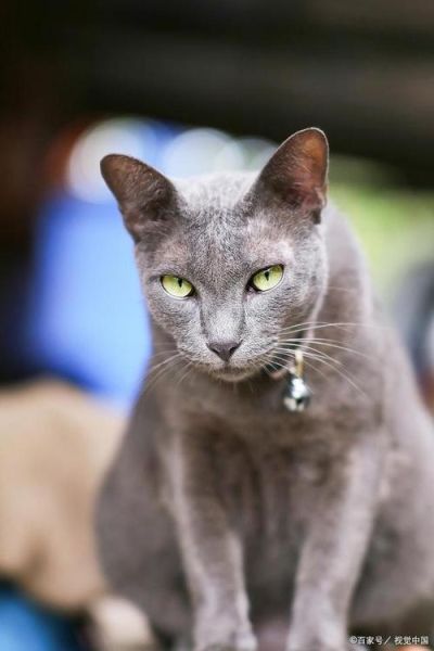 科来特猫(它真的值得入手吗)