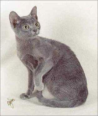 科来特猫(它真的值得入手吗)