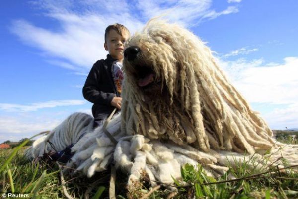 科蒙多尔犬(像拖把还是像狮子)