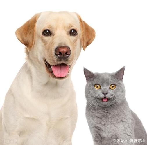 稀有宠物(会像养猫狗一样简单吗)