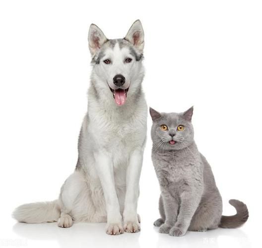 稀有宠物(会像养猫狗一样简单吗)