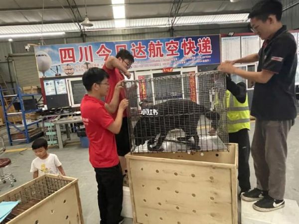 空运宠物(怎么才能顺利过关)