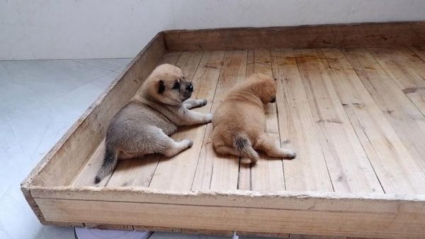 窝狗(跟窝狗有啥关系)