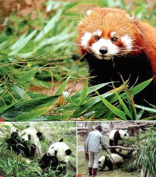 竹狸(它跟熊猫有什么关系)