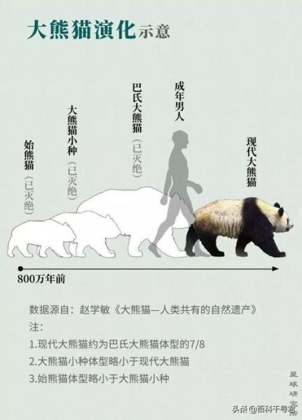 竹狸(它跟熊猫有什么关系)