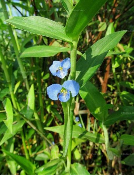 竹节草( 到底什么原因让它疯狂生长)