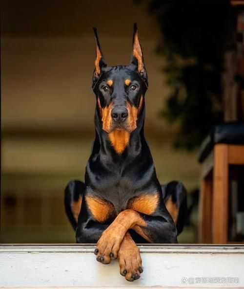 笃宾犬( 养杜宾犬需要注意什么)