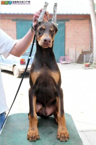 笃宾犬( 养杜宾犬需要注意什么)