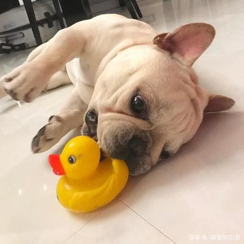 笨狗( 它是不是真的听不懂你的指令)