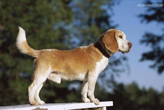 米格鲁犬(它们的特点是什么)