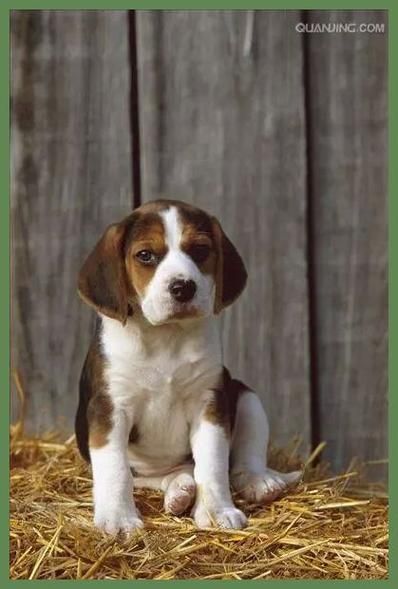 米格鲁犬(它们的特点是什么)