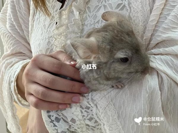 米色龙猫(是纯米色还是有其他颜色)